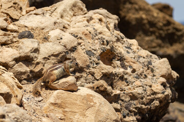 Barbary ground squirrel in its habitat on the island of Fuerteventura
