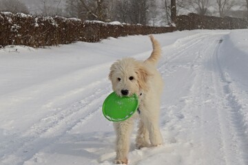 Sechs Monate alter Goldendoodle im Schnee