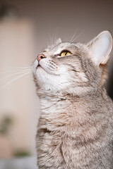 A striped gray cat with yellow eyes. A domestic cat lies on the bed. The cat in the home interior. Image for veterinary clinics, sites about cats. World Cat Day