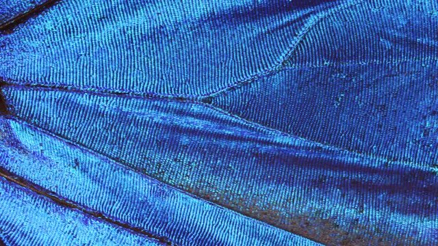Macro close up shot of iridescent Blue butterfly wing. Natural, nanostructures