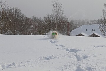 Sechs Monate alter Goldendoodle mit Frisbee im tiefen Schnee