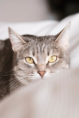 A striped gray cat with yellow eyes. A domestic cat lies on the bed. The cat in the home interior. Image for veterinary clinics, sites about cats. World Cat Day