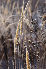 Close up of frozen pampas grass with snow and ice in winter da