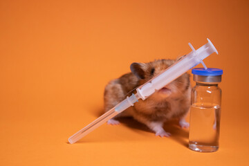 brown hamster - mouse near medical syringe with a needle and bottle-phial isolated on orange...