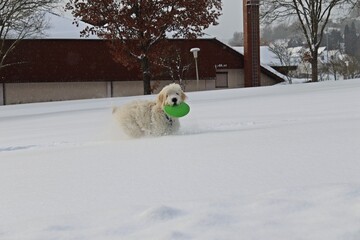 Sechs Monate alter Goldendoodle mit Frisbee im tiefen Schnee