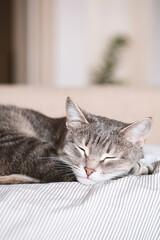 Fototapeta na wymiar A domestic striped gray cat sleep on the bed. The cat in the home interior. Image for veterinary clinics, sites about cats. World Cat Day