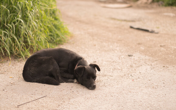 Sad Stray Black Dog Resting