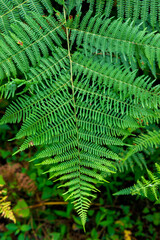 Green fern leaf on blurred nature background