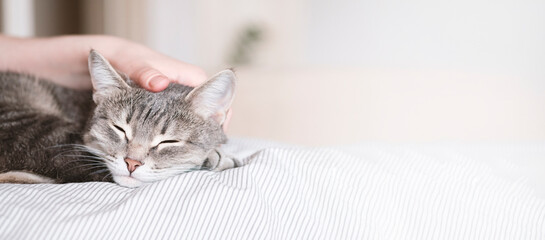 The gray striped cat lies in bed on the bed with woman's hand on a gray background. The hostess...