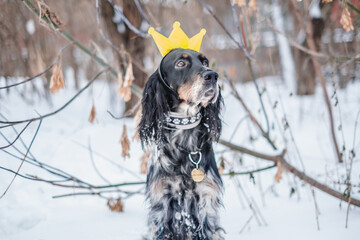 English setter outside winter portrait