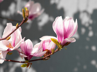 Flowering branch of the saucer magnolia