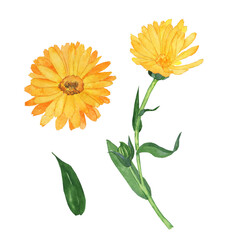 Calendula flower and elemens isolated on white background. Watercolor hand drawing illustration. Perfect for tea design, poster, cover, print, wrapping.