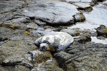 Sea turtle peacefully resting on a rock in Maui, Hawaii - ウミガメ 
