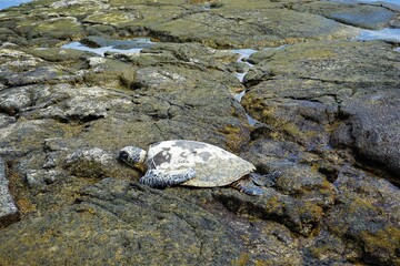Sea turtle peacefully resting on a rock in Maui, Hawaii - ウミガメ 