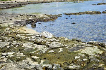 Sea turtle peacefully resting on a rock in Maui, Hawaii - ウミガメ 