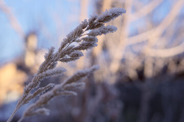 Close up of frozen pampas grass with snow and ice in winter day