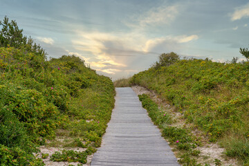 Fototapeta na wymiar Path made of wooden planks through the green dunes to the beach in Jutland, Denmark