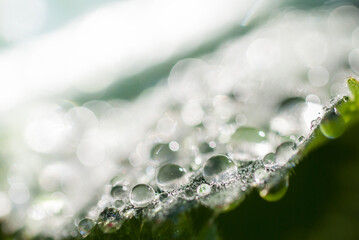 Drops of water on bright green leaf. Macro photography. Much place for copy text. White and bright.