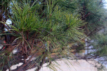 Korean pine trees against the blue sky