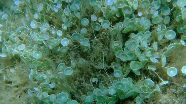 Closep-up on colony of unicellular green algae Mermaid's wine-glass or Mermaid's cup (Acetabularia mediterranea) Adriatic Sea, Montenegro, Europe