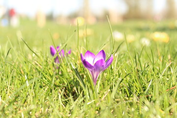 spring crocus flowers