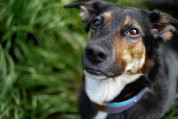 Big black dog outside portrait