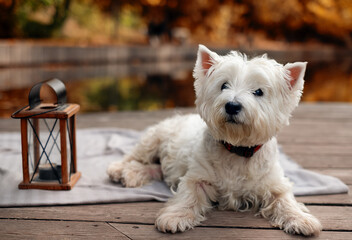 Westie autumn walk in the park portrait
