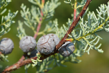 Blue Arizona Cypress