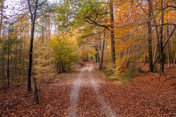 Obraz premium Beautiful autumn fall forest national park in Netherlands