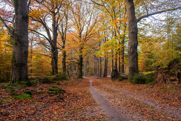 Beautiful autumn fall forest national park in Netherlands