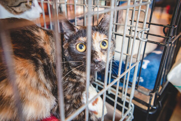 ケージの中でくつろぐ、かわいい猫