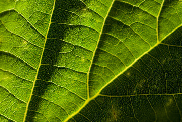 Green leaf close up. Macro photo of leaf. Bright green, veins and shadows. Warm light.