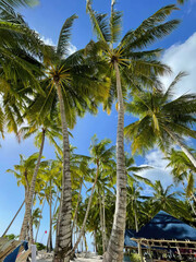 Obraz premium Tropical palm trees on shore of ocean under a blue sky. Clear air and warm weather
