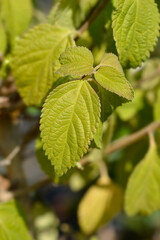 Shrub verbena flower