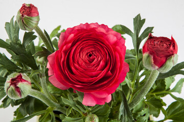 Rose, a different angle view in the portfolio.