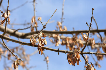 Narrow-leaved ash