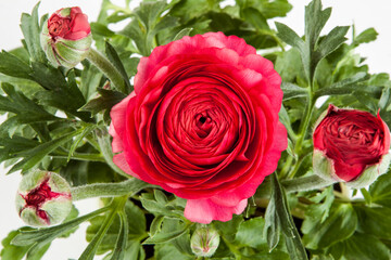 Rose, a different angle view in the portfolio.