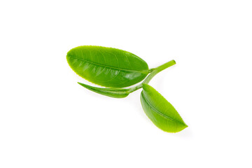 Green tea leaf isolated on white background