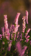Fleurs de bruyère sauvage, poussant en abondance entre les rangées de pins, dans la forêt des Landes de Gascogne