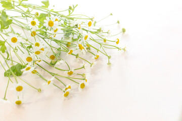 white spring flowers on the floor