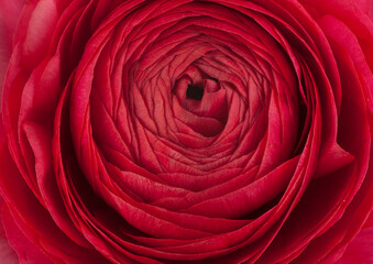 Rose, a different angle view in the portfolio.