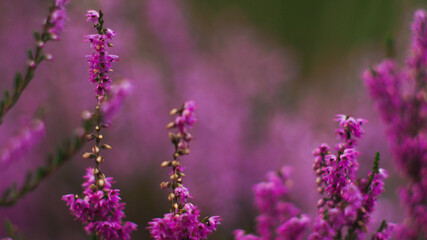 Fleurs de bruyère sauvage, poussant en abondance entre les rangées de pins, dans la forêt des Landes de Gascogne