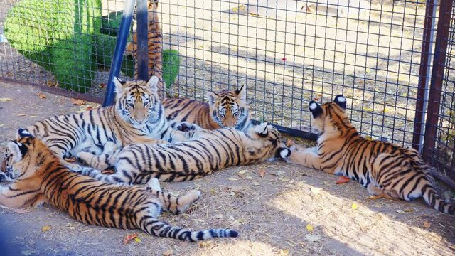 Tigers lying side by side in the zoo. Many young tigers in a small area in the aviary