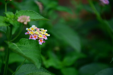 flowers in the forest