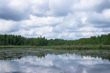 Quiet summer forest lake. Lots of aquatic vegetation. The colorful cloudy sky is reflected in the water. Green forest on the distant shore. Calm landscape of Belarus.