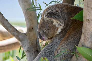 koala in tree