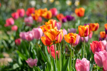 Amazing garden field with tulips of various bright rainbow color petals, beautiful bouquet of colors in sunlight daylight