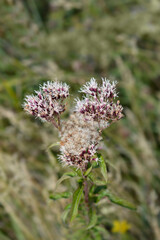 Hemp agrimony