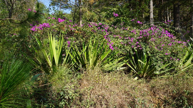 flowers next to the Tuyen Lam Lake in Da Lat, Province La Dong, Vietnam, February
