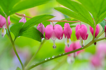 Dicentra spectabilis bleeding heart flowers in hearts shapes in bloom, beautiful Lamprocapnos pink...